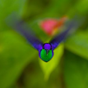 Bilder Louie Schwartzberg