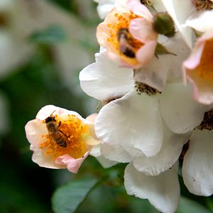 Bilder Louie Schwartzberg