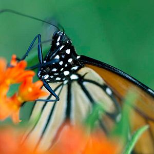 Bilder Louie Schwartzberg