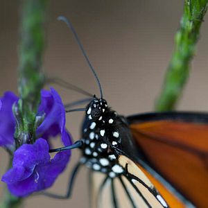 Bilder Louie Schwartzberg