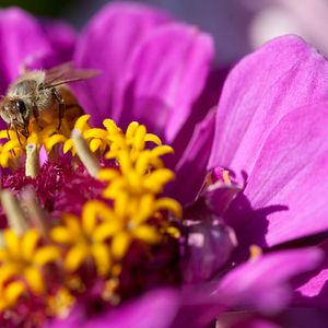 Bilder Louie Schwartzberg