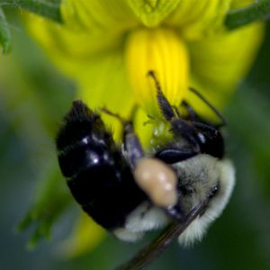 Bilder Louie Schwartzberg