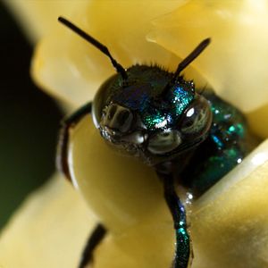 Bilder Louie Schwartzberg