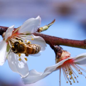 Bilder Louie Schwartzberg