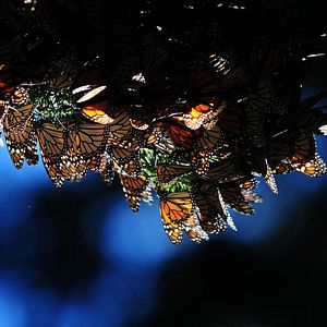 Bilder Louie Schwartzberg