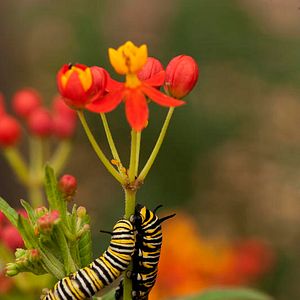 Bilder Louie Schwartzberg