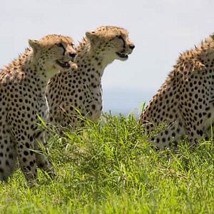 Bilder Im Reich der Raubkatzen