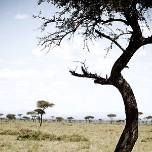 Bilder Alastair Fothergill