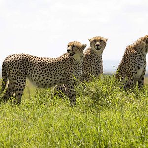 Bilder Im Reich der Raubkatzen