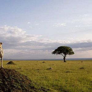 Bilder Alastair Fothergill