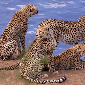 Bilder Alastair Fothergill