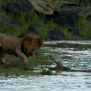 Bilder Alastair Fothergill