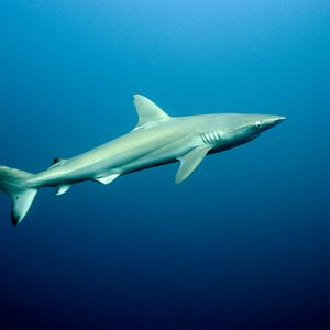 Bilder Wild Ocean 3D