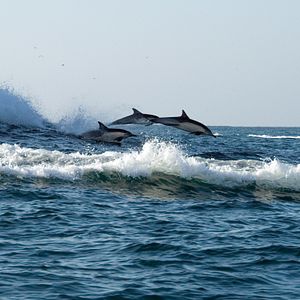 Bilder Wild Ocean 3D