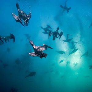 Bilder Wild Ocean 3D