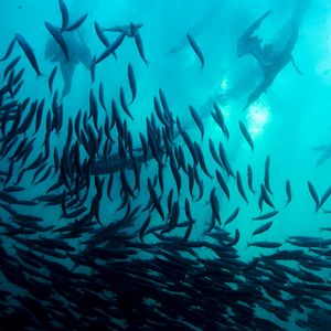 Bilder Wild Ocean 3D