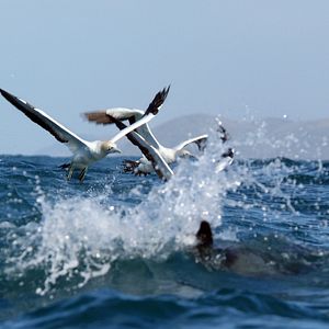 Bilder Wild Ocean 3D