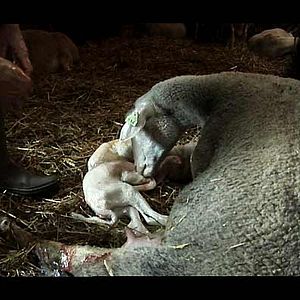 Bilder Catherine Pozzo Di Borgo