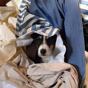 Bilder Da Kommt Kalle