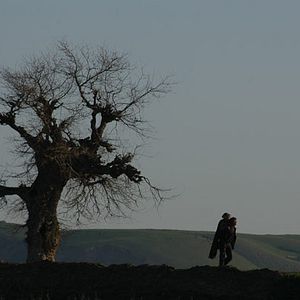 Bilder Two-Legged Horse