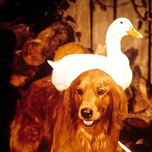 Bilder Die Millionen-Dollar-Ente