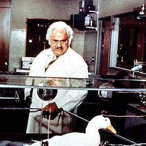 Bilder Die Millionen-Dollar-Ente