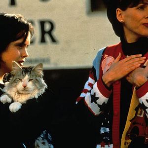 Bilder Dieser verflixte Kater