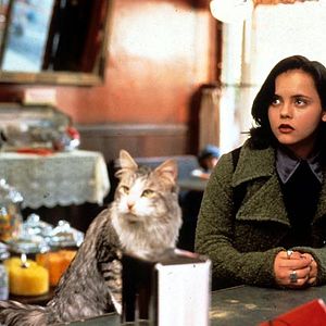 Bilder Dieser verflixte Kater