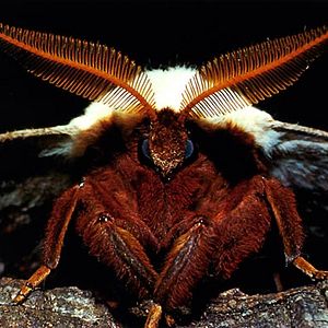 Bilder Mikrokosmos - Das Volk der Gräser