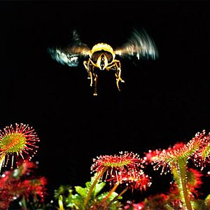 Bilder Mikrokosmos - Das Volk der Gräser