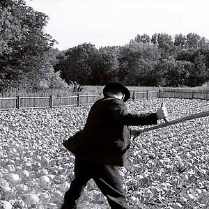 Bilder Das weiße Band