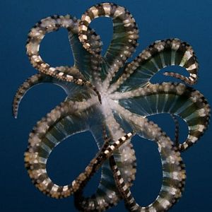 Bilder Under The Sea