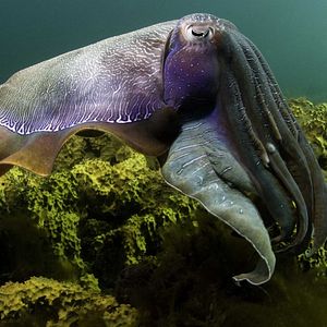 Bilder Under The Sea