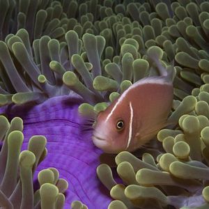 Bilder Under The Sea