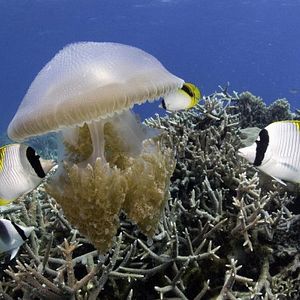 Bilder Under The Sea