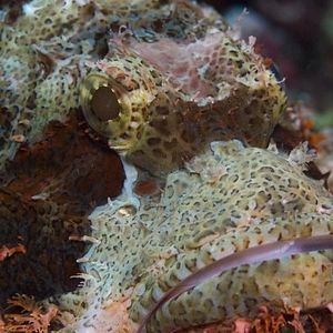 Bilder Under The Sea