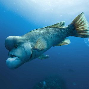 Bilder Unsere Ozeane