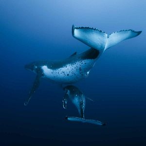 Bilder Unsere Ozeane