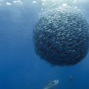 Bilder Unsere Ozeane