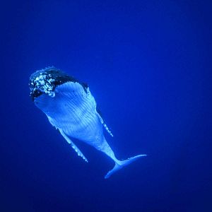 Bilder Unsere Ozeane