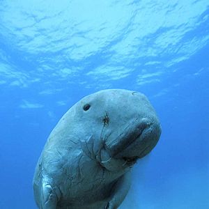 Bilder Unsere Ozeane