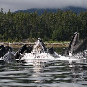 Bilder Unsere Ozeane