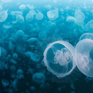 Bilder Unsere Ozeane