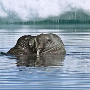 Bilder Unsere Ozeane