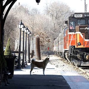 Bilder Hachiko - Eine wunderbare Freundschaft