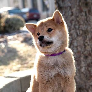 Bilder Hachiko - Eine wunderbare Freundschaft