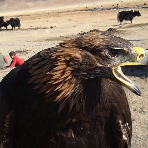 Bilder Die Stimme des Adlers