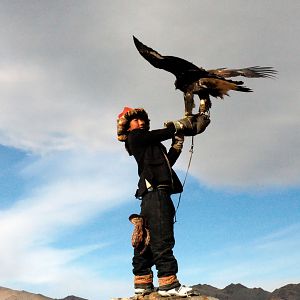 Bilder Die Stimme des Adlers