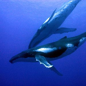 Bilder Jean-Jacques Mantello