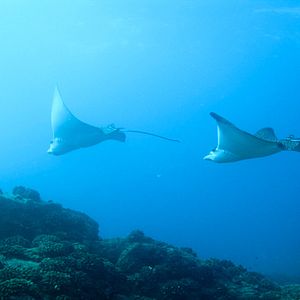 Bilder Jean-Jacques Mantello